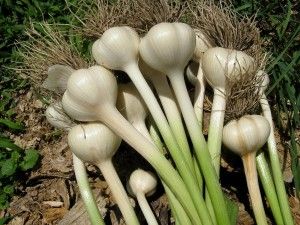 garlic-close